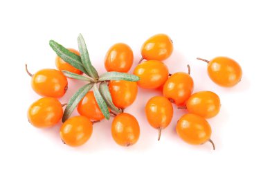 Deniz topalak. Taze olgun berry ile izole üzerinde beyaz arka plan bırakır. Üstten görünüm. Düz yatıyordu desen