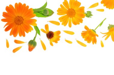 Calendula. Kopya alanı metniniz için beyaz zemin üzerine izole kadife çiçeği çiçek. Üstten görünüm. Düz yatıyordu desen