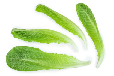 taze Roma cos marul üzerinde beyaz bir arka plan izole. Üstten görünüm. Düz yatıyordu