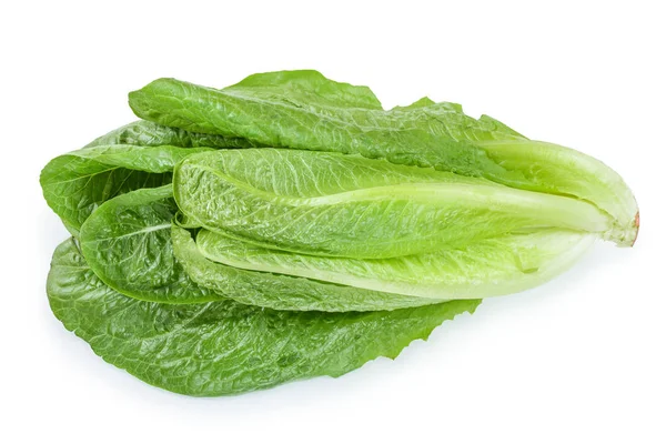 Fresh roman cos lettuce isolated on a white background — Stock Photo, Image