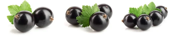 Ribes nero con foglia isolata su fondo bianco. Set o collezione — Foto Stock