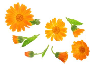Calendula. Marigold çiçeği beyaz arka planda izole edilmiş. Üst Manzara. Düz uzanma deseni