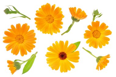 Calendula. Marigold çiçeği beyaz arka planda izole edilmiş. Üst Manzara. Düz uzanma deseni