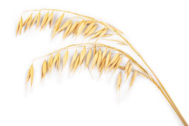 Beyaz arka plan üzerinde izole yulaf spike. Üstten Görünüm. Düz yatıyordu