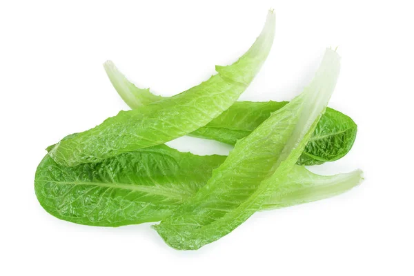 fresh roman cos lettuce isolated on a white background. Top view. Flat lay