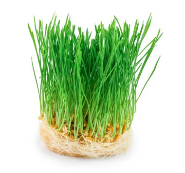 Beyaz arka plan üzerinde izole buğday filizi yakın çekim