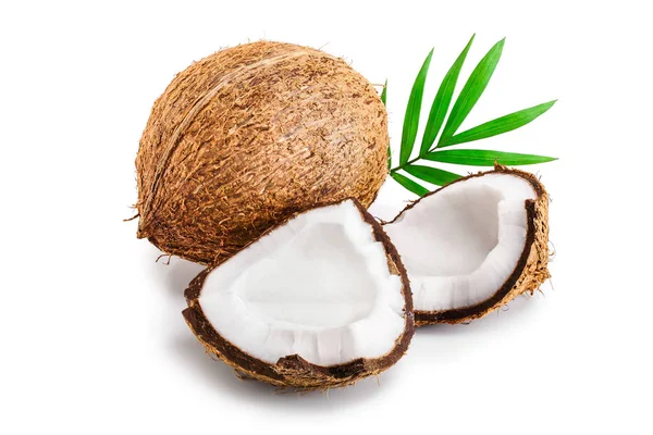 Cocco con foglie isolate su fondo bianco — Foto Stock