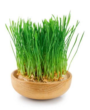 Beyaz arka plan üzerinde izole buğday filizi yakın çekim