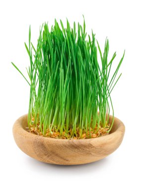 Beyaz arka plan üzerinde izole buğday filizi yakın çekim