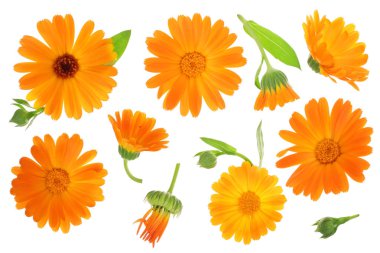 Calendula. Marigold çiçeği beyaz arka planda izole edilmiş. Üst Manzara. Düz uzanma deseni