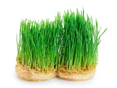 Beyaz arka plan üzerinde izole buğday filizi yakın çekim