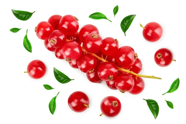 Red currant berry isolated on white background. Top view. Flat lay pattern — Stock Photo, Image