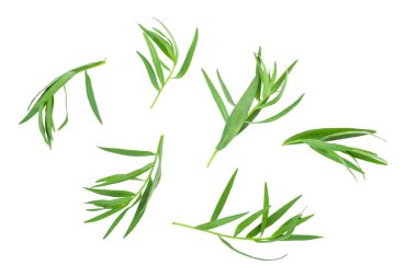 Taron veya Estragon beyaz bir arka planda izole. Artemisia dracunculus. Üst görünüm. Düz yatma