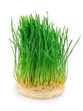 Beyaz arka plan üzerinde izole buğday filizi yakın çekim