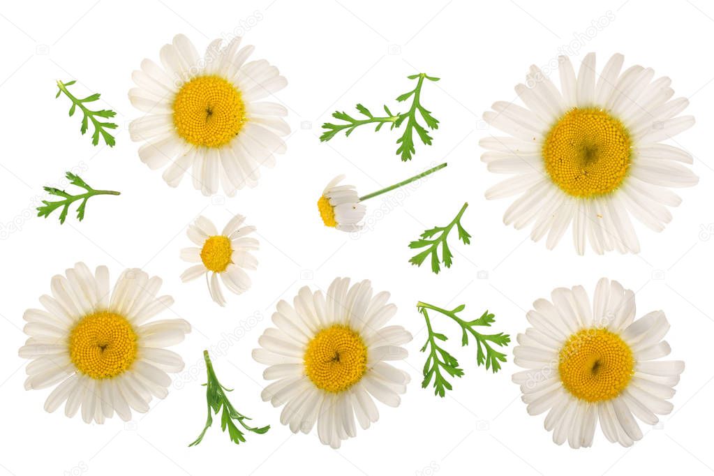 chamomile or daisies with leaves isolated on white background. Top view. Flat lay