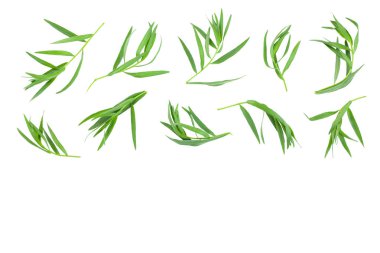 Taron veya Estragon metin için kopya alanı ile beyaz arka planda izole. Artemisia dracunculus. Üst görünüm. Düz yatma