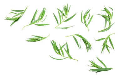 Taron veya Estragon metin için kopya alanı ile beyaz arka planda izole. Artemisia dracunculus. Üst görünüm. Düz yatma
