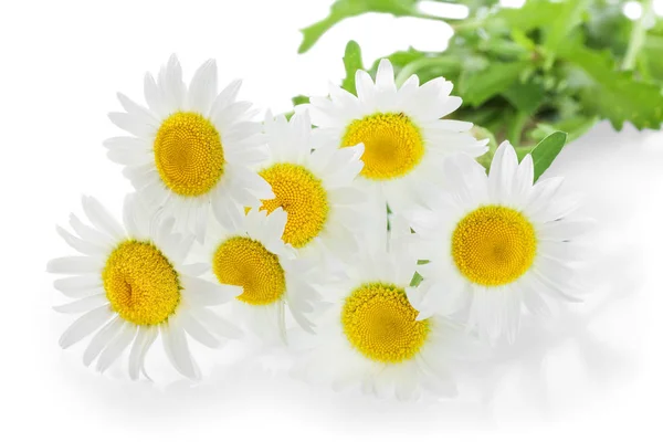 Uma camomila ou margaridas com folhas isoladas sobre fundo branco — Fotografia de Stock