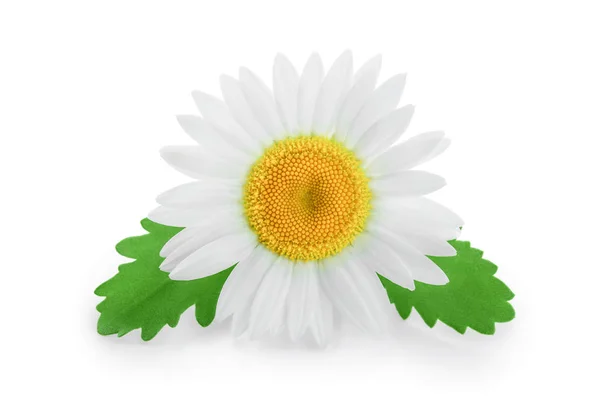 One chamomile or daisies with leaves isolated on white background — Stock Photo, Image