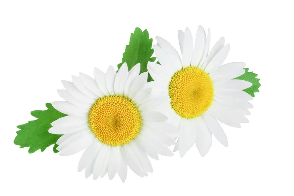 Uma camomila ou margaridas com folhas isoladas sobre fundo branco — Fotografia de Stock