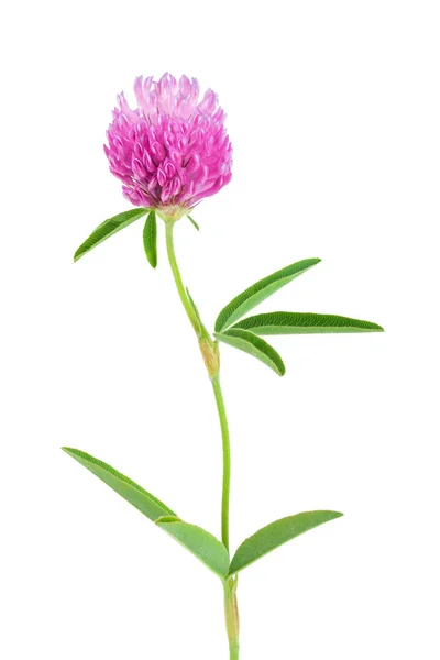 Klee oder Kleeblatt Blume Heilkräuter isoliert auf weißem Hintergrund — Stockfoto