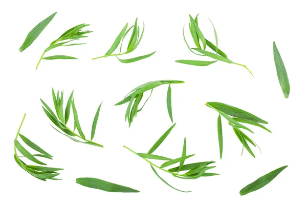 Taron veya Estragon beyaz bir arka planda izole. Artemisia dracunculus. Üst görünüm. Düz yatma — Stok fotoğraf