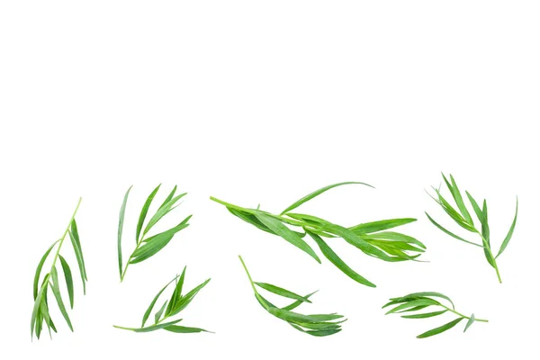 Estragon na białym tle z kopią miejsca na tekst. Artemisia dracunculus. Widok z góry. Płaski lay — Zdjęcie stockowe