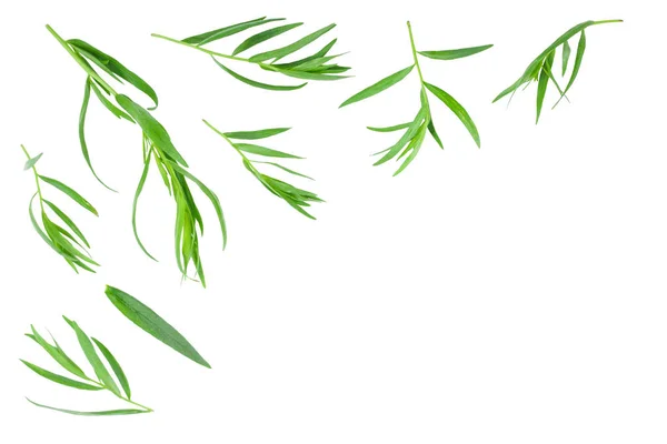 Táron vagy Estragon elszigetelt fehér háttér másolási hely a szöveget. Artemisia dracunculus. Felülnézet. Lapos feküdt — Stock Fotó