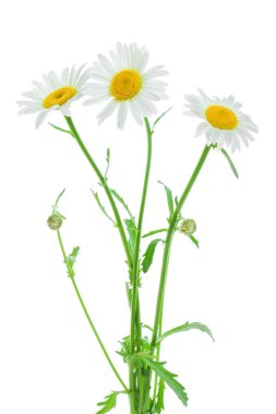 bir papatya veya papatya ile yaprakları üzerinde izole beyaz arka plan