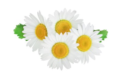 bir papatya veya papatya ile yaprakları üzerinde izole beyaz arka plan