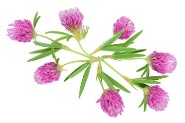 Yonca veya trefoil çiçek şifalı otlar beyaz arka plan üzerinde izole. Üst te. Düz yatıyordu