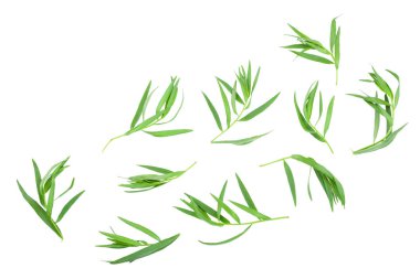 Taron veya Estragon beyaz bir arka planda izole. Artemisia dracunculus. Üst görünüm. Düz yatma
