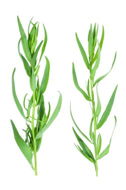 Taron veya Estragon beyaz bir arka planda izole. Artemisia dracunculus