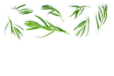 Taron veya Estragon metin için kopya alanı ile beyaz arka planda izole. Artemisia dracunculus. Üst görünüm. Düz yatma