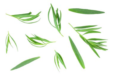 Taron veya Estragon beyaz bir arka planda izole. Artemisia dracunculus. Üst görünüm. Düz yatma