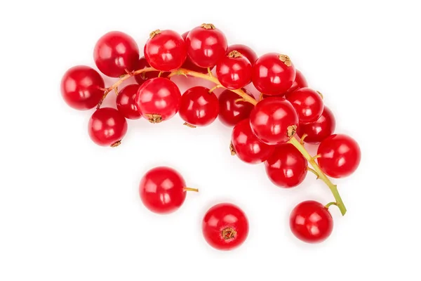 Piros ribizli berry elszigetelt fehér background. Felülnézet. Lapos laikus mintát — Stock Fotó