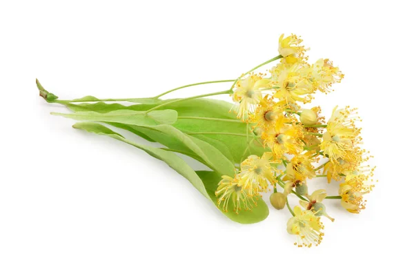 Fiori di tiglio con foglia isolata su sfondo bianco . — Foto Stock