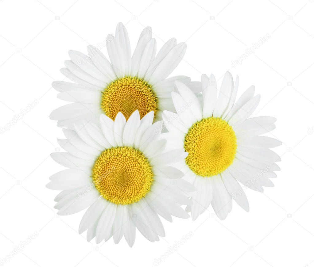 one chamomile or daisies isolated on white background