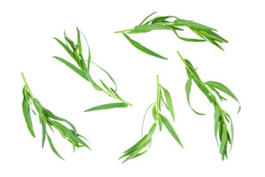 Taron veya Estragon beyaz bir arka planda izole. Artemisia dracunculus. Üst görünüm. Düz yatma