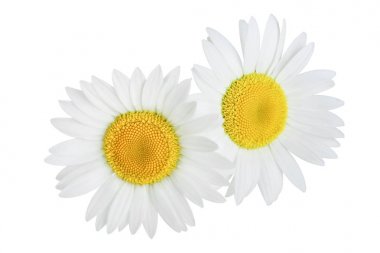 Beyaz arka planda izole edilmiş bir papatya veya papatyalar