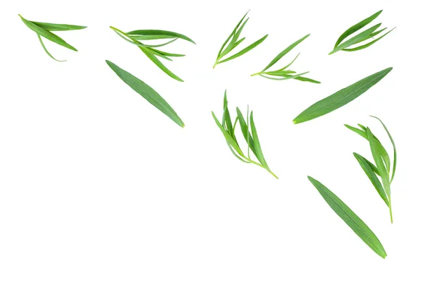 Táron vagy Estragon elszigetelt fehér háttér másolási hely a szöveget. Artemisia dracunculus. Felülnézet. Lapos feküdt — Stock Fotó