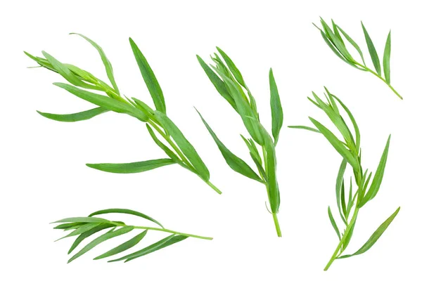 Taron veya Estragon beyaz bir arka planda izole. Artemisia dracunculus. Üst görünüm. Düz yatma — Stok fotoğraf