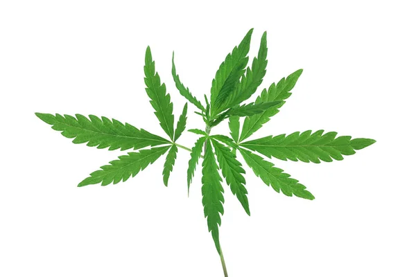 Blad, groene cannabis marihuanablad geïsoleerd op witte achtergrond. — Stockfoto