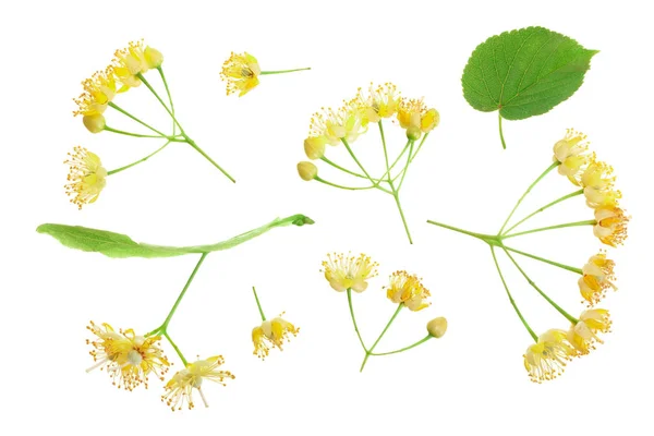 Fiori di tiglio con foglia isolata su sfondo bianco. Vista dall'alto. Posa piatta . — Foto Stock