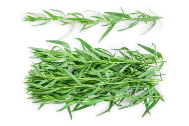 Taron veya Estragon beyaz bir arka planda izole. Artemisia dracunculus