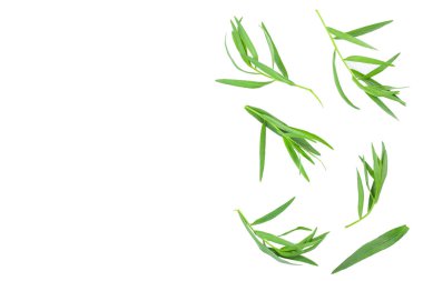 Taron veya Estragon metin için kopya alanı ile beyaz arka planda izole. Artemisia dracunculus. Üst görünüm. Düz yatma