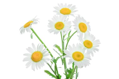 bir papatya veya papatya ile yaprakları üzerinde izole beyaz arka plan