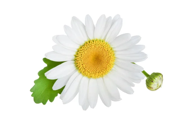 Egy Kamilla vagy százszorszépek, hagy a elszigetelt fehér háttér — Stock Fotó