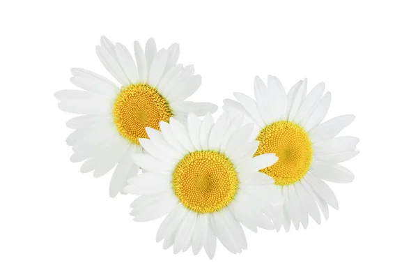 흰색 배경에 고립 된 카모마일 또는 데이지 1 개 — 스톡 사진
