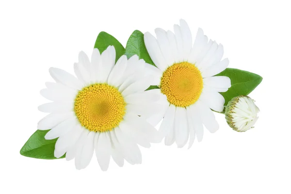 Une camomille ou marguerites avec des feuilles isolées sur fond blanc — Photo